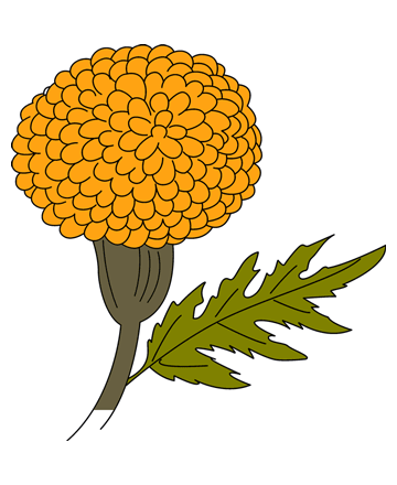 Marigold Coloring Pages