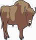 Bison Coloring Pages