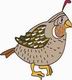 Quail Coloring Pages