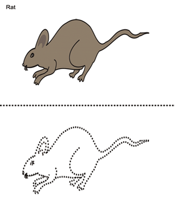 Rat Sheet